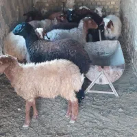 گوسفند|حیوانات مزرعه|جوادآباد, |دیوار