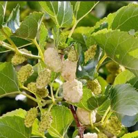 درخت توت پیوند شده