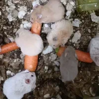 تعدادی بچه همستر سوری یک ماهه