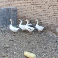 غاز|حیوانات مزرعه|نقده, |دیوار