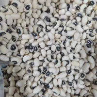 لوبیا چشم بلبلی