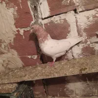 2عدد باش ساری