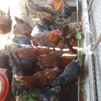 مرغ و خروس محلی|حیوانات مزرعه|بشاریات, |دیوار
