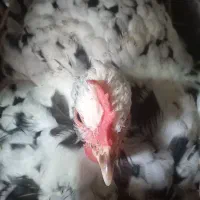 فروش مرغ گلین کرچ|حیوانات مزرعه|شفت, |دیوار