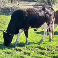 گاو با گوسال