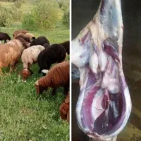 فروش گوسفند زنده مرغوب و چاق|حیوانات مزرعه|قم, بلوار امین و ساحلی|دیوار