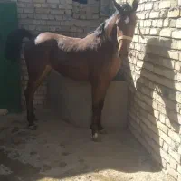 کره مادیون کرد آس