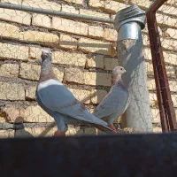 نر و ماده پلاکی|پرنده|شیراز, شریف‌آباد|دیوار