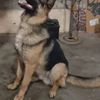 سگ نگهبان|سگ|مشهد, کوی المهدی|دیوار