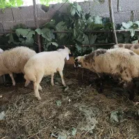 گوسفند نر
