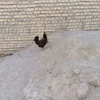 مرغ وغاز برای فروش
