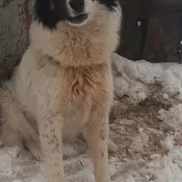 سگ نژاد دار