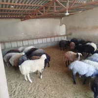 فروش ویژه بره نر