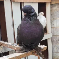 یک جفت لانگ‌فیس