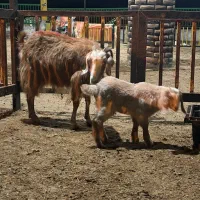 بزغاله نر با مادر