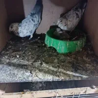 کبوتر رنگی پلاکی|پرنده|داراب, |دیوار