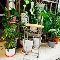 جاسیب زمینی و پیاز