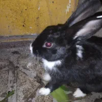 خرگوش شیطون فروشی