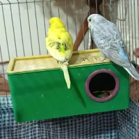 مرغ عشق|پرنده|صوفیان, |دیوار