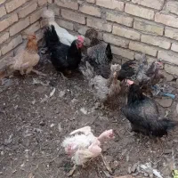 مرغ زینتی و معمولی