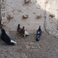 کفتر جفتگاه خوب|پرنده|تربت‌حیدریه, ترمینال|دیوار