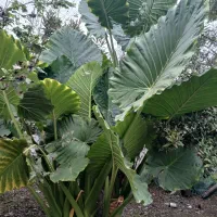 گل باباآدم|گل و گیاه طبیعی|آستانه اشرفیه, |دیوار