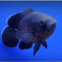 واگذاری ماهی آکواریوم . رایگان