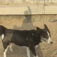 سگ هاسکی|سگ|ساوه, |دیوار