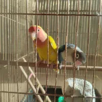 طوطی برزیلی