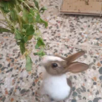 خرگوش|موش و خرگوش|شهرکرد, |دیوار