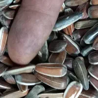 تخمه افتاب گردان|حراج|کدکن, |دیوار