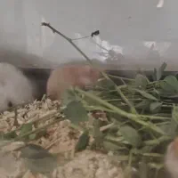 همستر|موش و خرگوش|بهبهان, |دیوار