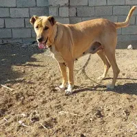 ماده درجه یک