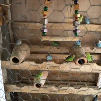 مرغ عشق مولد