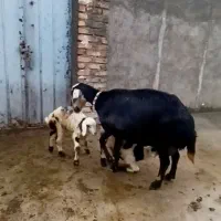 میش دوقلو ،قوچ ،بره