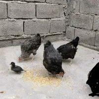 مرغ وخروس دونه ای ۳۹۰|حیوانات مزرعه|چمران, |دیوار