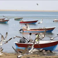 فروش گول یا مجوز صیادی پنج نفره