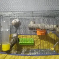 فنچ|پرنده|شهرکرد, |دیوار