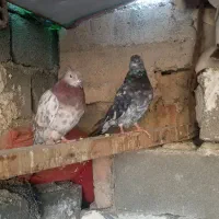 تعدادی کفتر نقش|پرنده|صباشهر, |دیوار