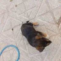 توله میکس ژرمن