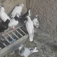 کبوتر