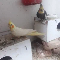 یک جفت عروس هلندی