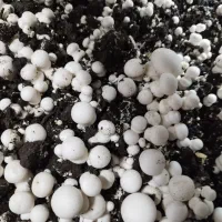 کمپوست قارچ دکمه ای