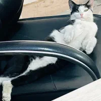 گربه تاکسیدو دختر