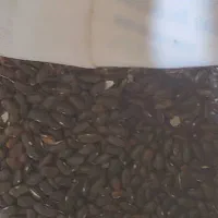 بذرلوبیاسبزامریکای