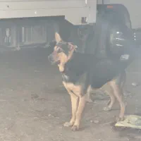 سگ خارجی یک