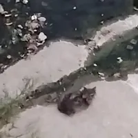 شاید گربه گمشده شما باشه