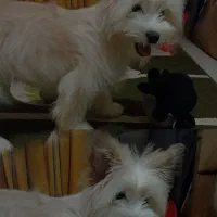 شیتزوفروش فوری