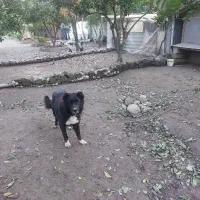 سگ قدر جانی و سگ ژرمن جفت نر|سگ|خرمآباد (تنکابن), |دیوار