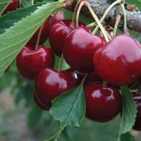 مرکز تخصصی انواع نهال ضمانتی و لیبل دار|خدمات باغبانی و درختکاری|ابهر, |دیوار